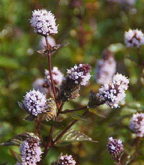 Mentha piperita 'Schoko'